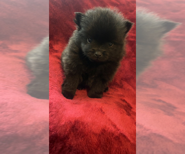 Medium Photo #3 Pomeranian Puppy For Sale in LAKE CITY, SC, USA
