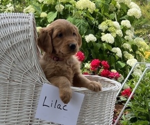 Golden Retriever Puppy for sale in OWEN, WI, USA