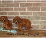 Small #1 Cavapoo