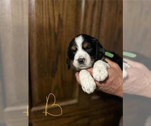 English Springer Spaniel Puppy for sale in BOYD, WI, USA