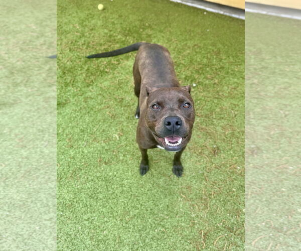 Medium Photo #3 Mutt Puppy For Sale in Hilton Head, SC, USA