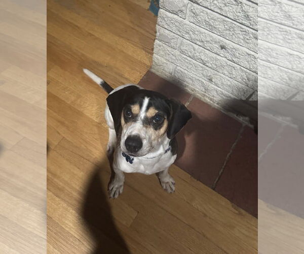 Medium Photo #2 Beagle-Unknown Mix Puppy For Sale in Plainfield, IL, USA