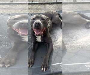 Bluey (8yo, 69lbs) - Male Mutt Dog for Adoption - Photo #3