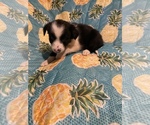 Small Photo #32 Border Collie Puppy For Sale in AIKEN, SC, USA