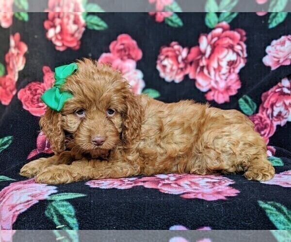 Medium Photo #5 Cocker Spaniel-Poodle (Miniature) Mix Puppy For Sale in BIRD IN HAND, PA, USA