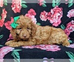 Small Photo #5 Cocker Spaniel-Poodle (Miniature) Mix Puppy For Sale in BIRD IN HAND, PA, USA