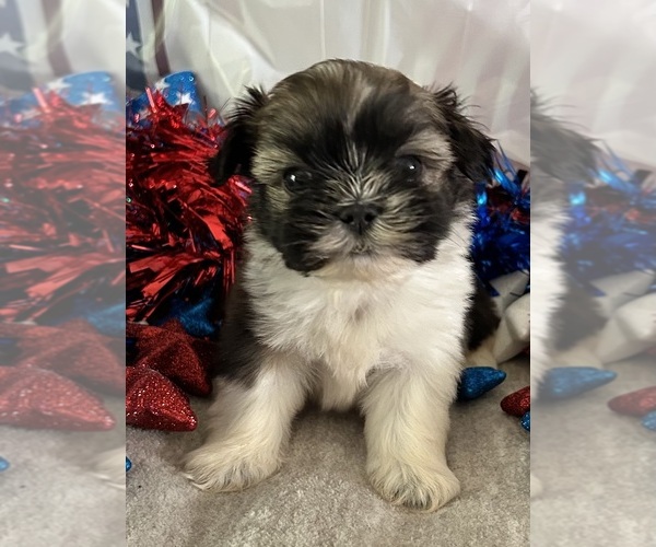 Medium Photo #7 Shih Tzu Puppy For Sale in DENTON, MD, USA