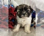 Small #6 Shih Tzu