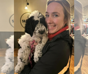 Sheepadoodle Puppy for sale in BUFFALO, MN, USA