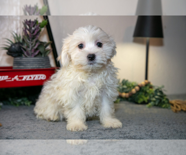Medium Photo #2 Zuchon Puppy For Sale in SHILOH, OH, USA
