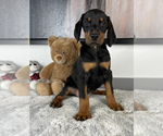 Small Photo #1 Doberman Pinscher Puppy For Sale in FRANKLIN, IN, USA