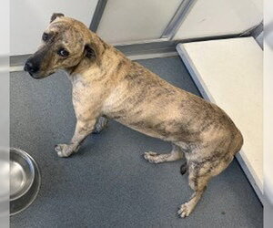 Mutt Dogs for adoption in Glen Allen, VA, USA