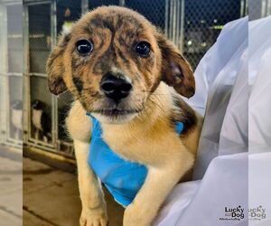 Spaniel-Unknown Mix Dogs for adoption in Washington, DC, USA