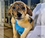 Small Spaniel Mix