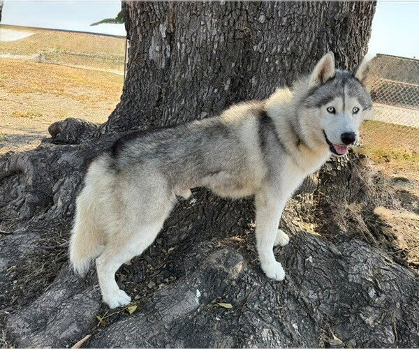 Medium Photo #2 Siberian Husky Puppy For Sale in Downey, CA, USA