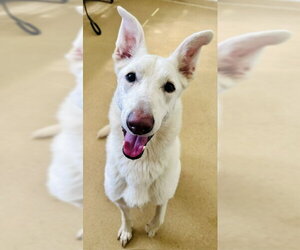 German Shepherd Dog Dogs for adoption in Derwood, MD, USA