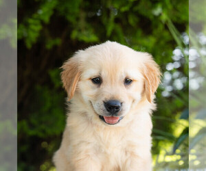 Golden Retriever Puppy for sale in NEWPORT, PA, USA