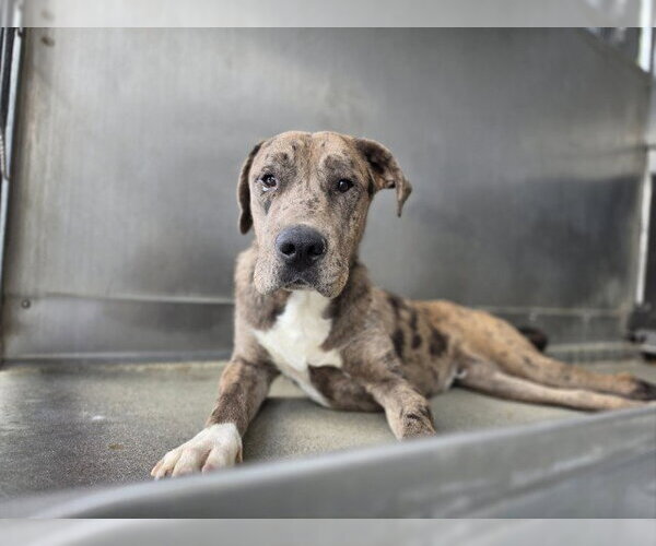 Medium Photo #2 Catahoula Leopard Dog Puppy For Sale in San Bernardino, CA, USA