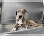 Small Photo #2 Catahoula Leopard Dog Puppy For Sale in San Bernardino, CA, USA
