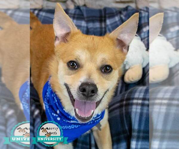 Medium Photo #1 Mutt Puppy For Sale in Kennesaw, GA, USA