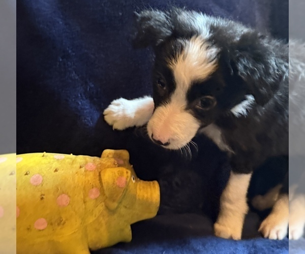 Medium Photo #3 Border Collie Puppy For Sale in PARIS, TX, USA