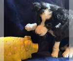 Small #2 Border Collie