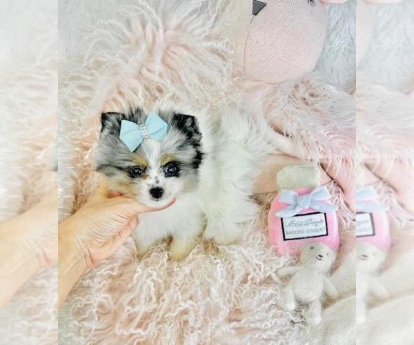 Medium Photo #20 Pomeranian Puppy For Sale in PALM BEACH, FL, USA