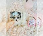 Small #19 Pomeranian