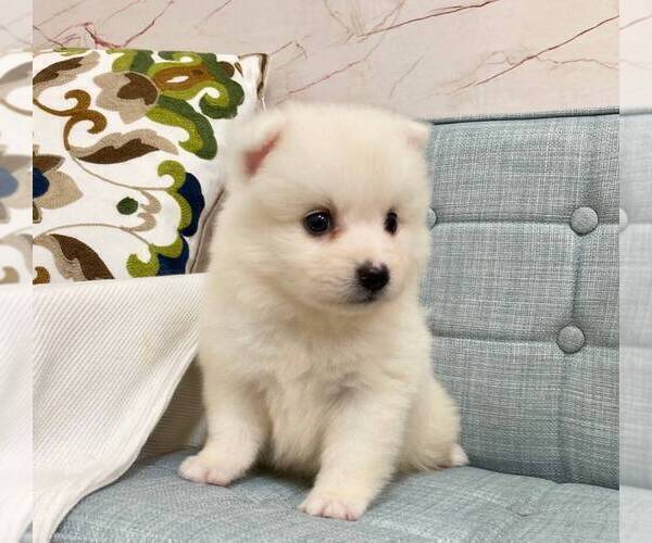 Medium Photo #2 Japanese Spitz Puppy For Sale in IRVINE, CA, USA
