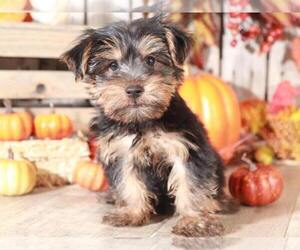 Yorkshire Terrier Puppy for sale in MOUNT VERNON, OH, USA
