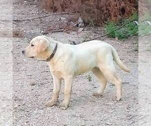 Labrador Retriever Puppy for sale in LINDEN, TN, USA