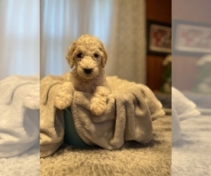 Poodle (Standard) Puppy for sale in MILLEDGEVILLE, GA, USA