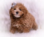 Small Photo #59 Maltipoo (Toy) Puppy For Sale in WARSAW, IN, USA