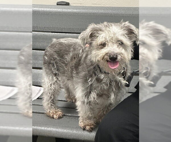Medium Photo #1 Miniature Schnauzer-Unknown Mix Puppy For Sale in Rancho Cucamonga, CA, USA