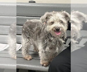 Miniature Schnauzer-Unknown Mix Dogs for adoption in Rancho Cucamonga, CA, USA