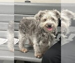 Small Miniature Schnauzer Mix