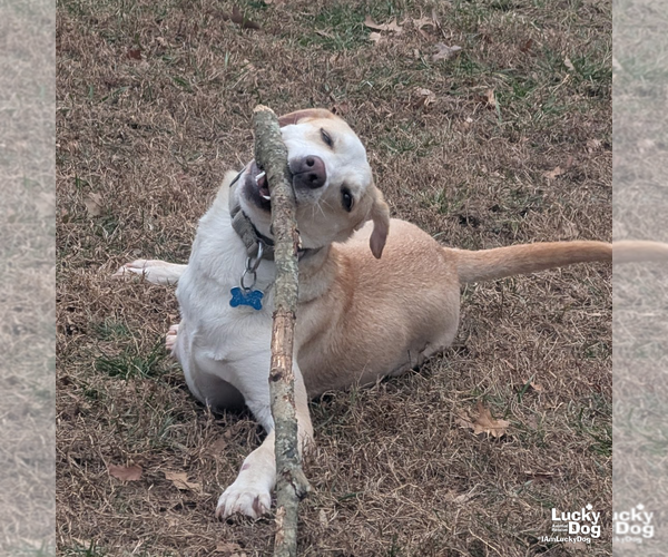 Medium Photo #10 Labrador Retriever-Unknown Mix Puppy For Sale in Washington, DC, USA