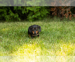 Small #7 Dachshund