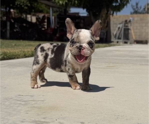 Medium Photo #2 French Bulldog Puppy For Sale in BLOOMINGTON, CA, USA