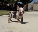 Small #1 French Bulldog
