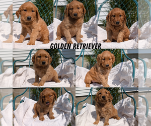 Golden Retriever Puppy for Sale in GOSHEN, Indiana USA