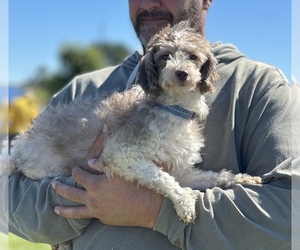 Aussiedoodle Miniature  Puppy for Sale in DUBUQUE, Iowa USA