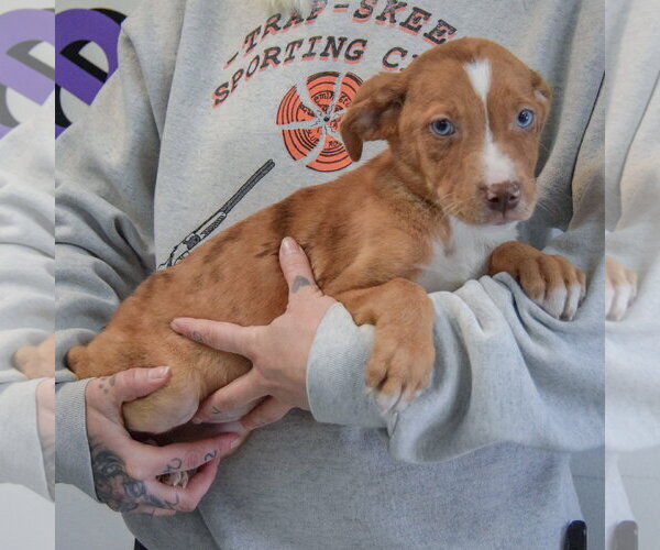 Medium Photo #3 Catahoula Leopard Dog-Labrador Retriever Mix Puppy For Sale in Huntley, IL, USA
