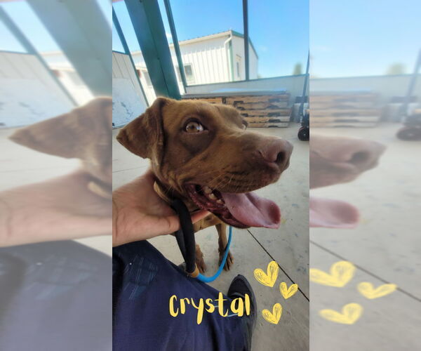 Medium Photo #12 American Pit Bull Terrier-American Staffordshire Terrier Mix Puppy For Sale in Monte Vista, CO, USA