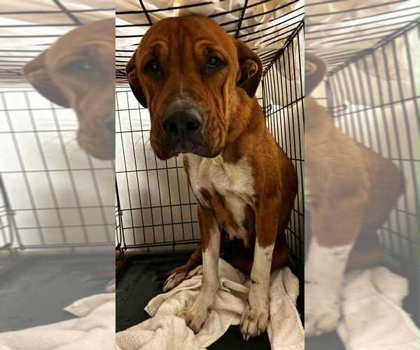 Medium Photo #1 American Pit Bull Terrier-Unknown Mix Puppy For Sale in Evansville, IN, USA