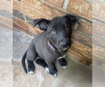 Small #12 Labrador Retriever Mix
