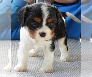Cavalier King Charles Spaniel Puppy for sale in CARLISLE, KY, USA