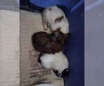 Small Photo #1 Shih Tzu Puppy For Sale in HOBART, IN, USA