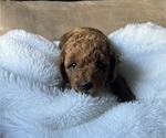 Puppy Yellow Goldendoodle (Miniature)