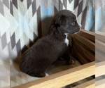Small #4 Miniature Australian Shepherd